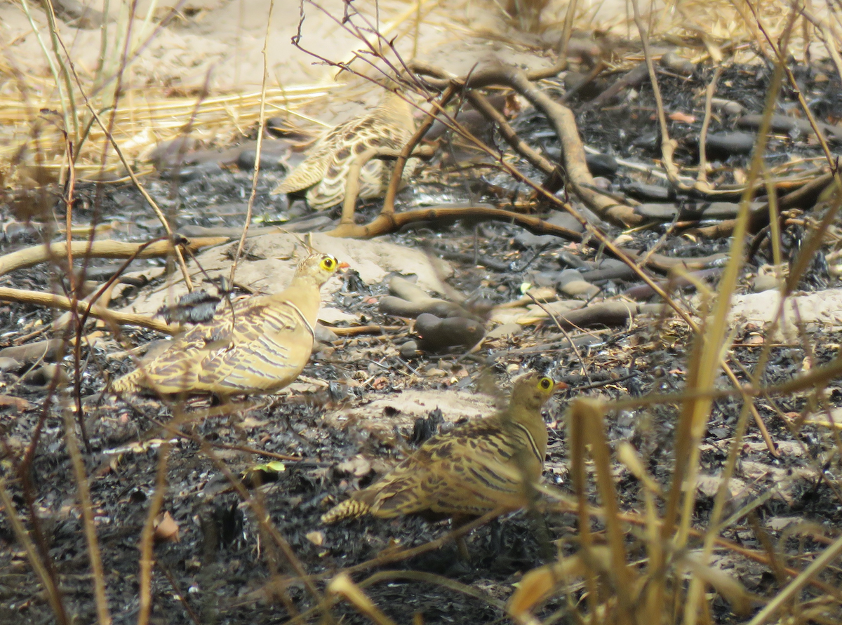 Four-banded Sandgrouse - ML445673381