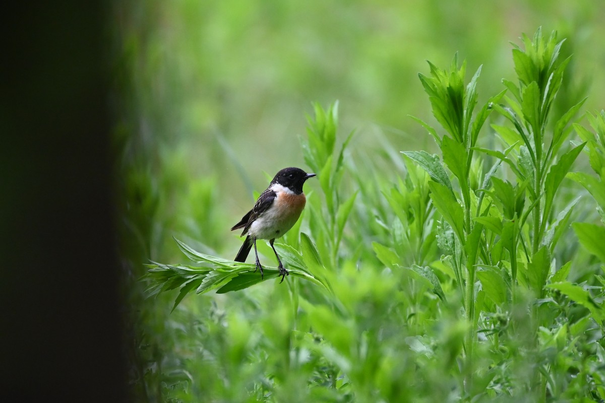 Amur Stonechat - ML445674821