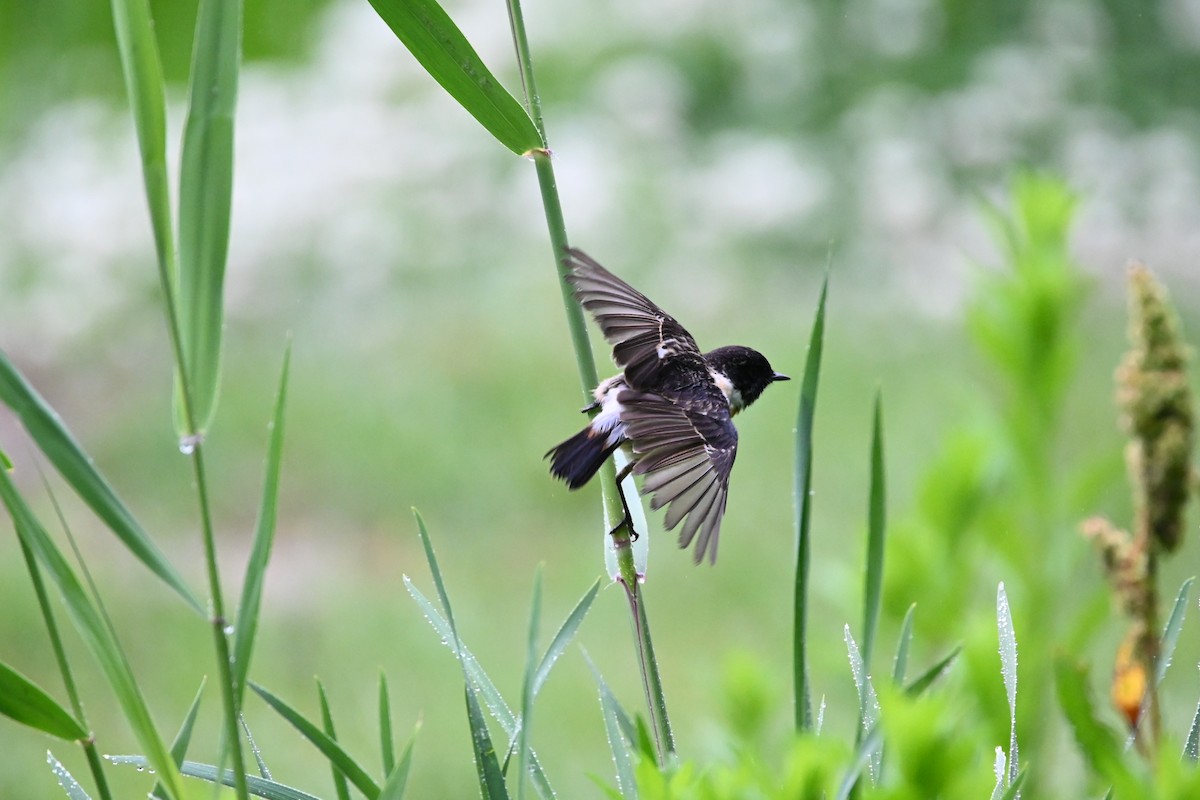 Amur Stonechat - ML445674841