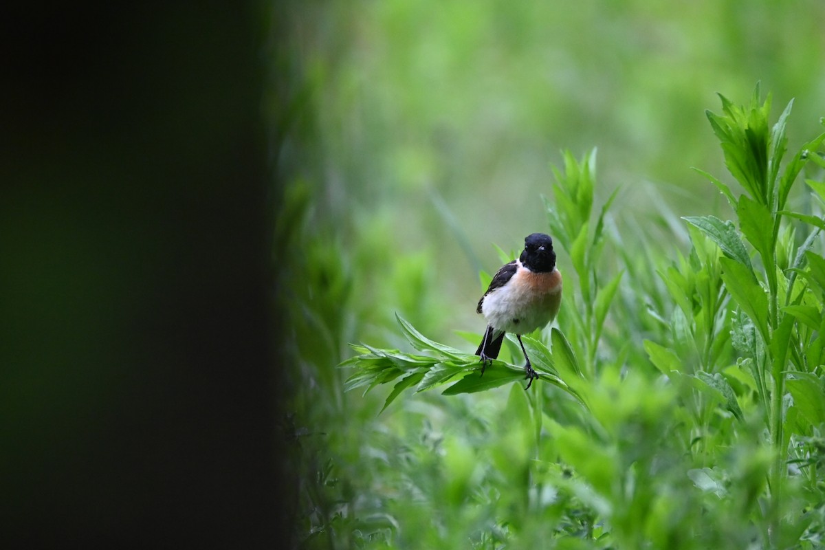 Amur Stonechat - Ning Sun