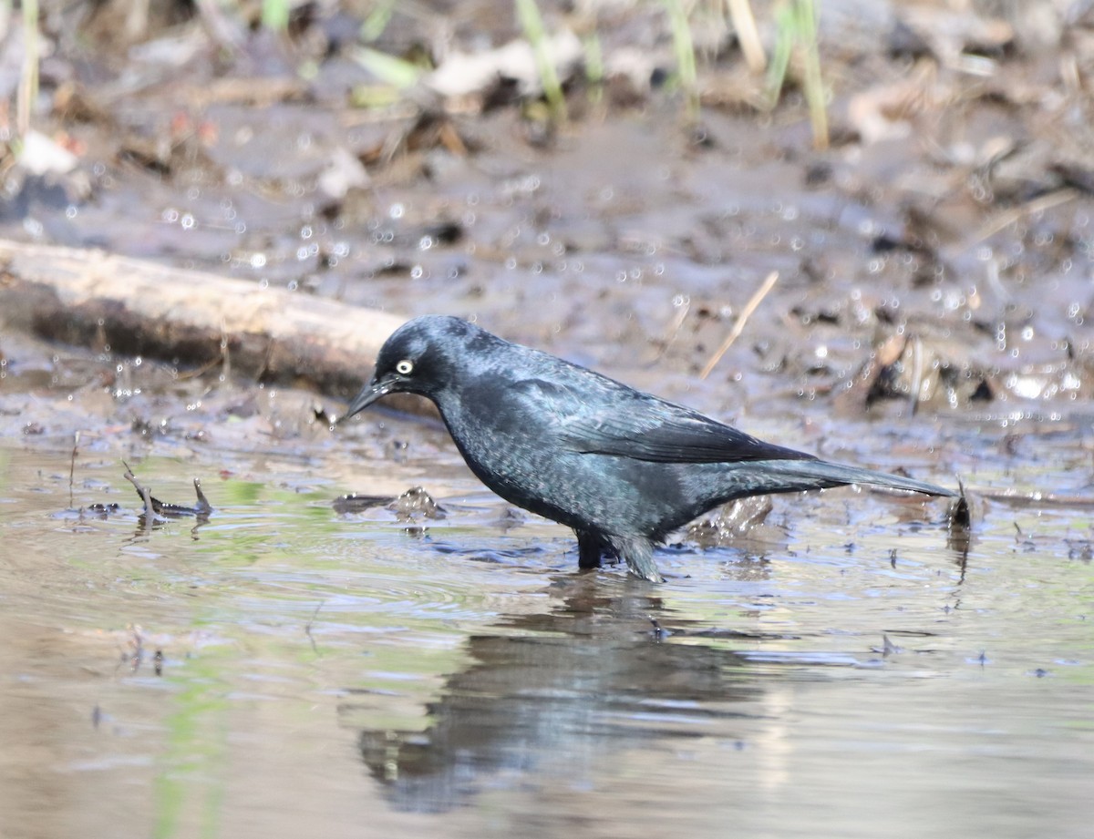 Rusty Blackbird - ML445678271