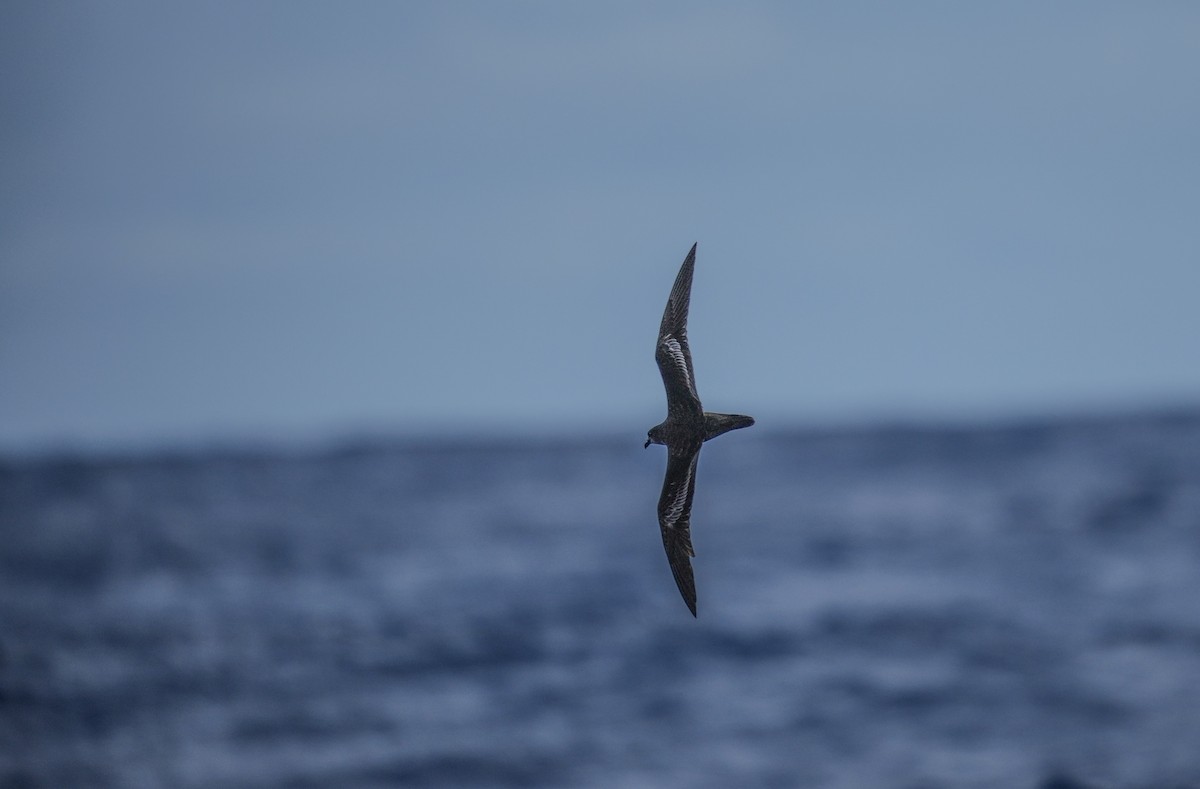 Bulwer's Petrel - ML445678931