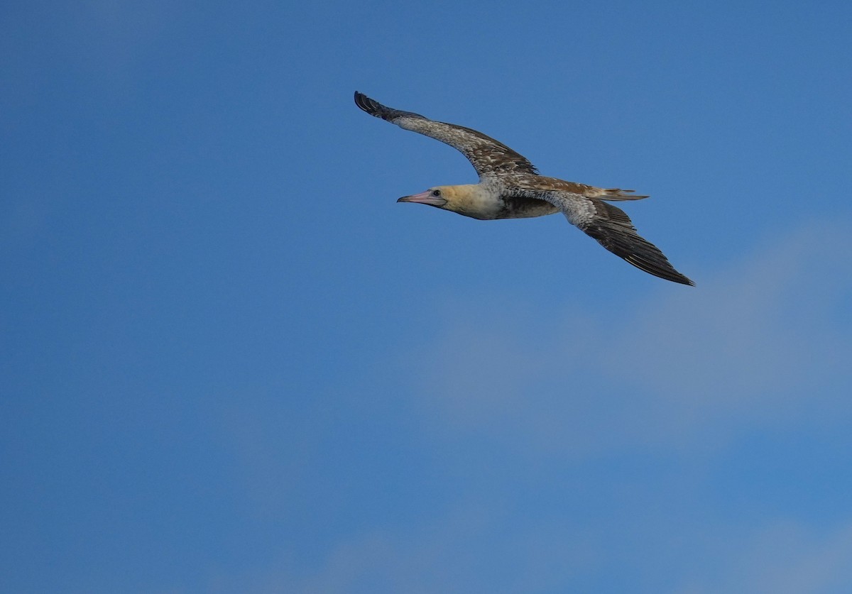 Red-footed Booby - ML445679151
