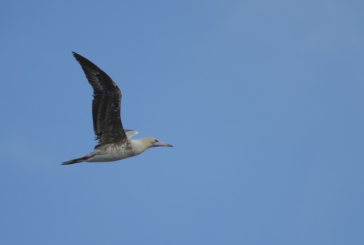 Red-footed Booby - ML445679161