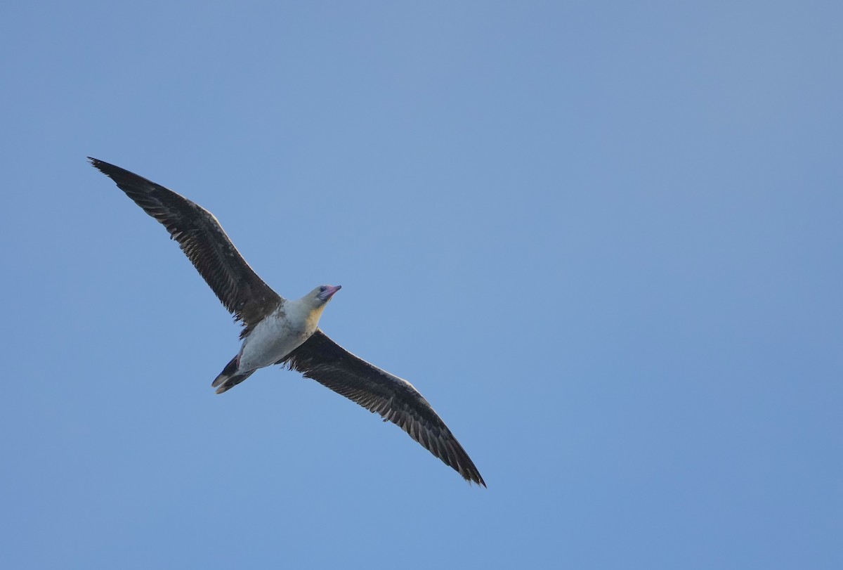 Red-footed Booby - ML445679171