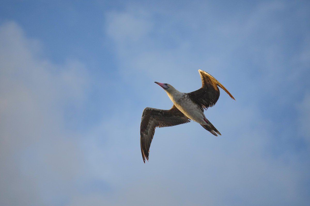 Red-footed Booby - ML445679281