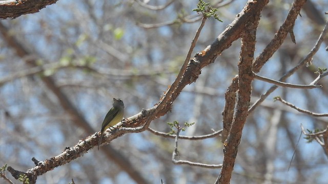 Yellow-olive Flatbill - ML445679501