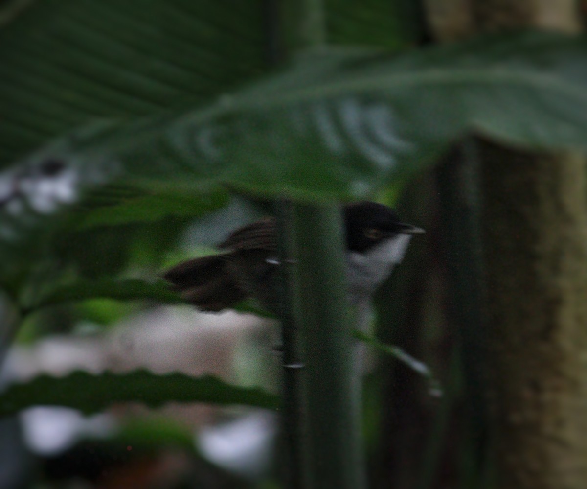 Dark-fronted Babbler - Shreyan M L