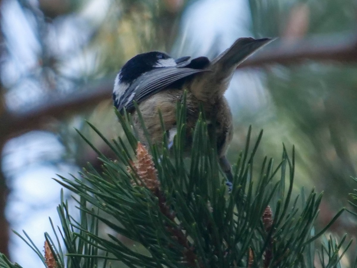 Coal Tit - Roger Horn