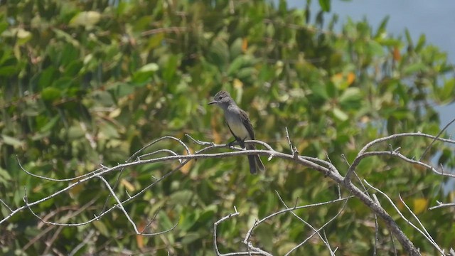 Panama Flycatcher - ML445681571