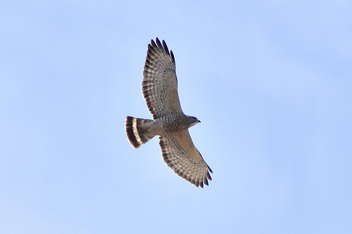 Broad-winged Hawk - ML445681741