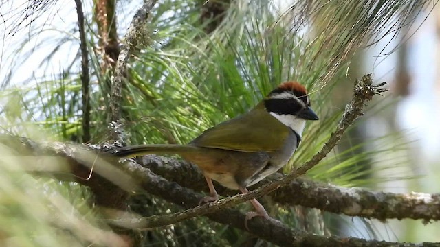 クロオビトウヒチョウ - ML445681921