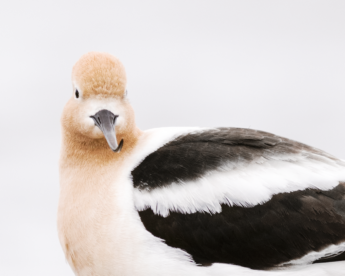 American Avocet - Olyver Zahn