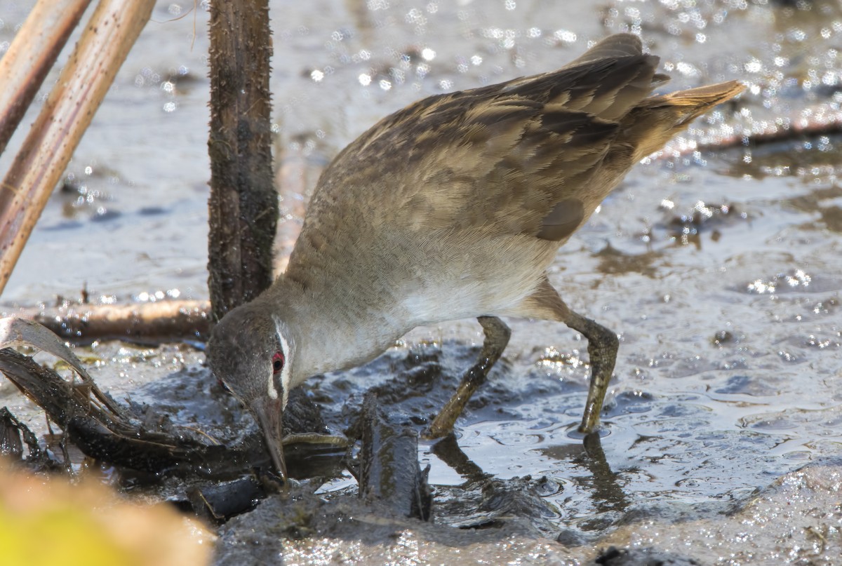 White-browed Crake - ML445683321