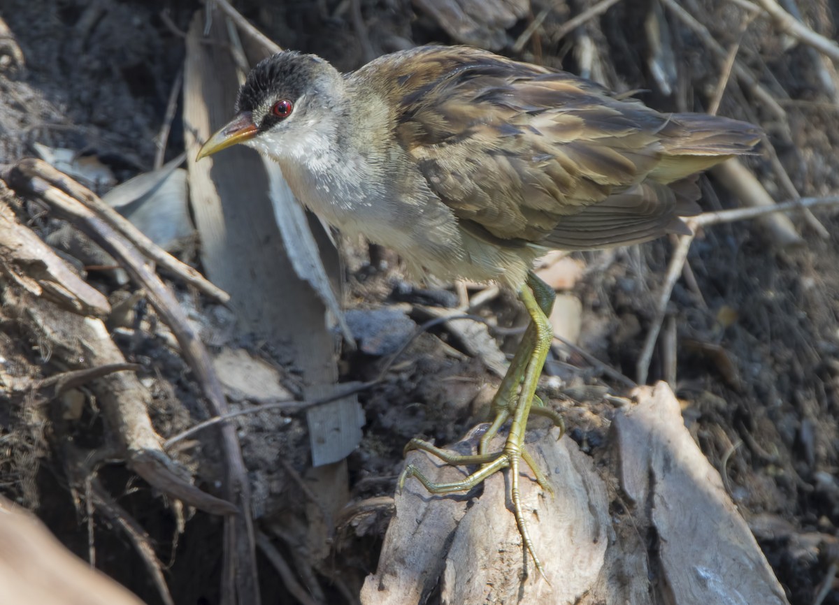 Weißbrauen-Sumpfhuhn - ML445683331