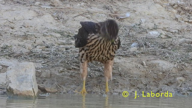 Eurasian Goshawk - ML445685441