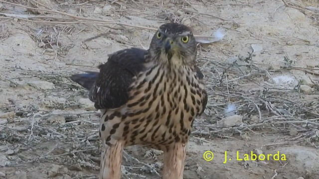 Eurasian Goshawk - ML445686231