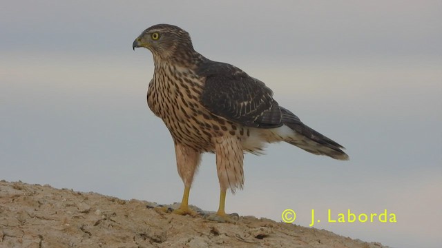 Eurasian Goshawk - ML445686591