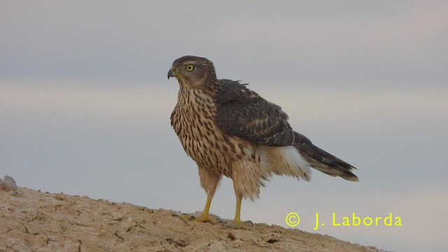 Eurasian Goshawk - ML445686731