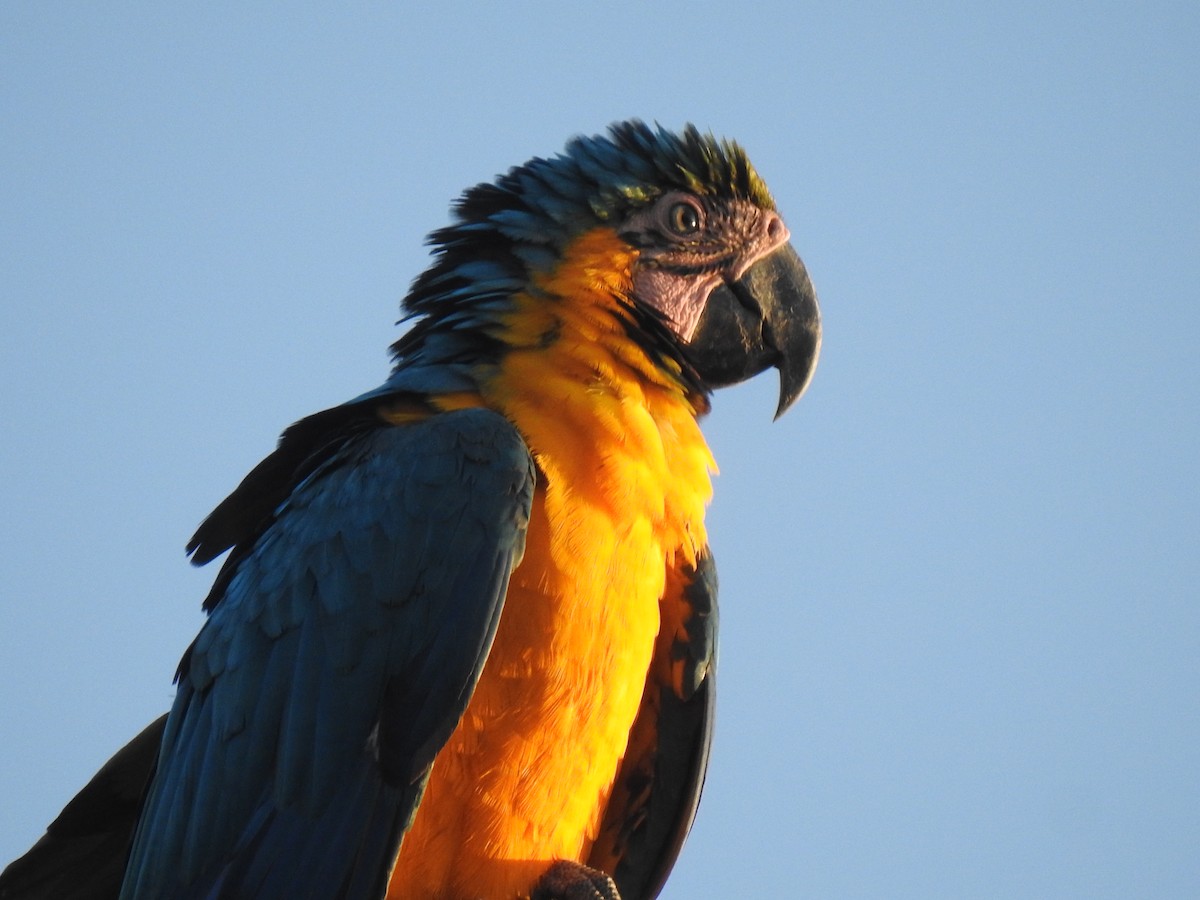 Blue-and-yellow Macaw - ML445687301