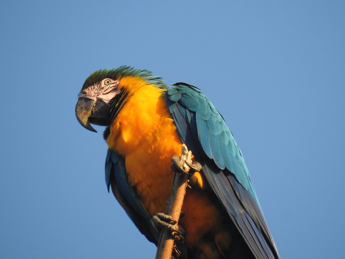 Blue-and-yellow Macaw - ML445687391