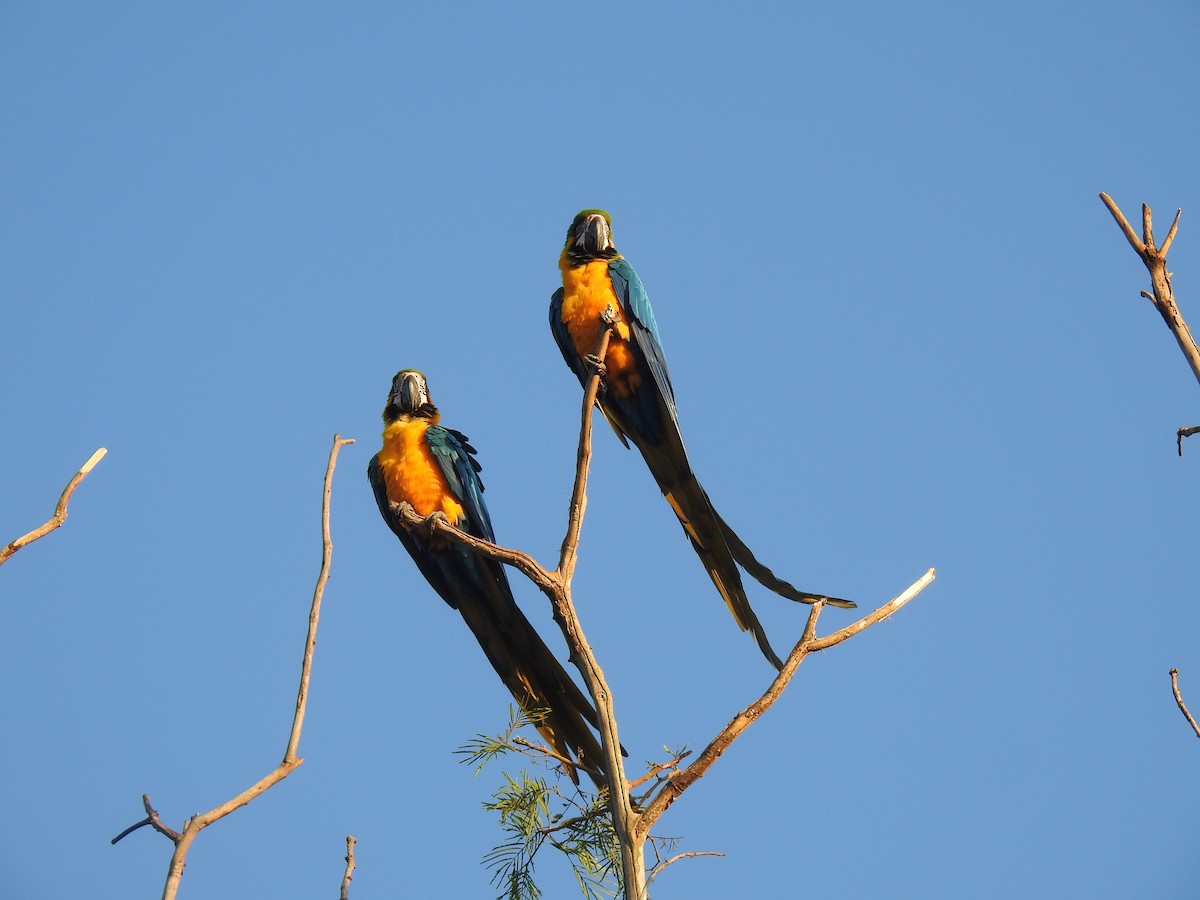 Blue-and-yellow Macaw - ML445687761