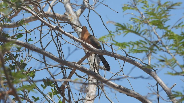 Lesser Ground-Cuckoo - ML445688951