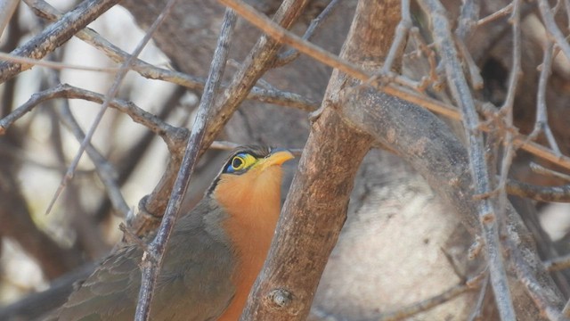 Lesser Ground-Cuckoo - ML445689311