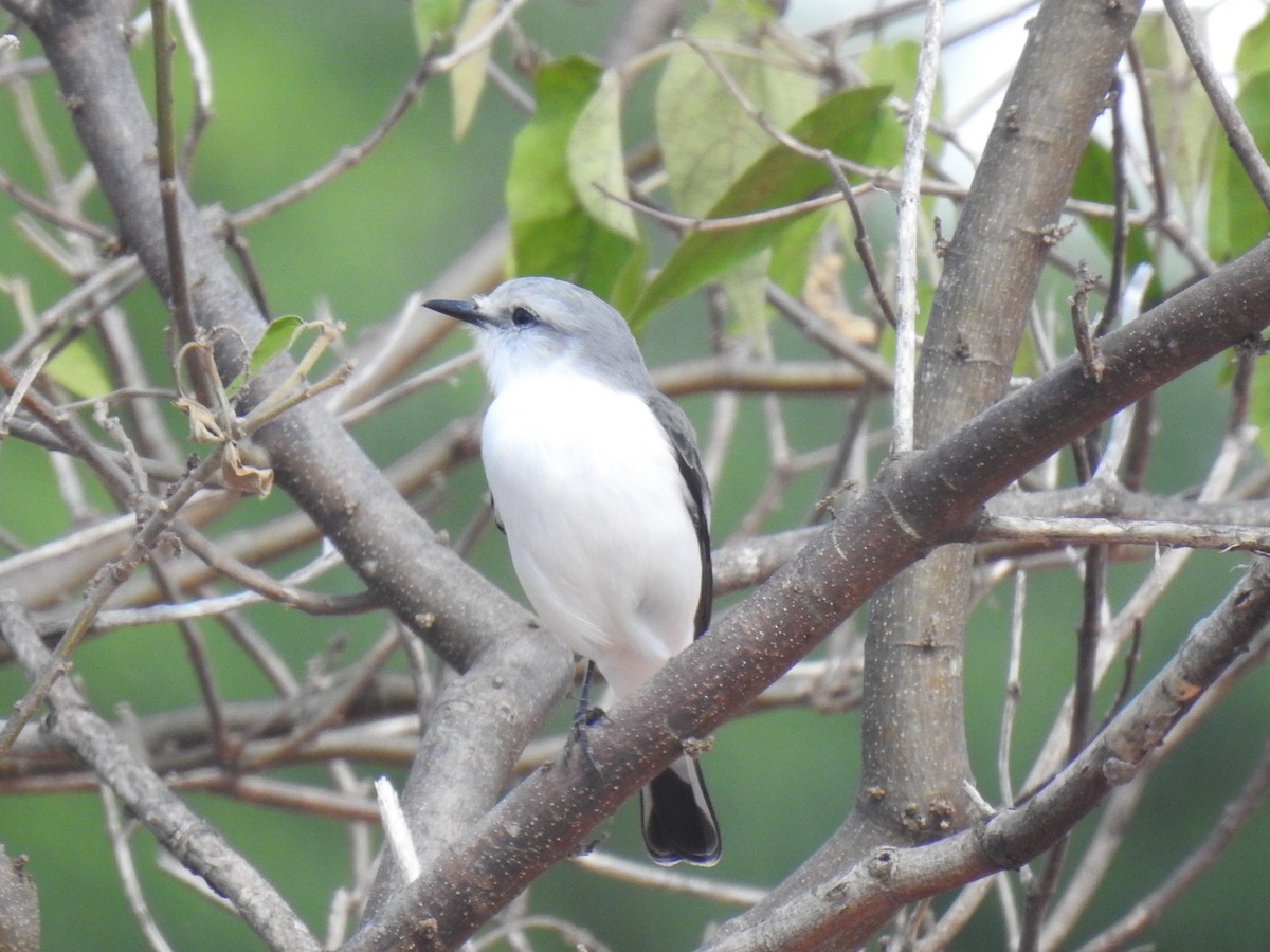 White-rumped Monjita - ML445689471