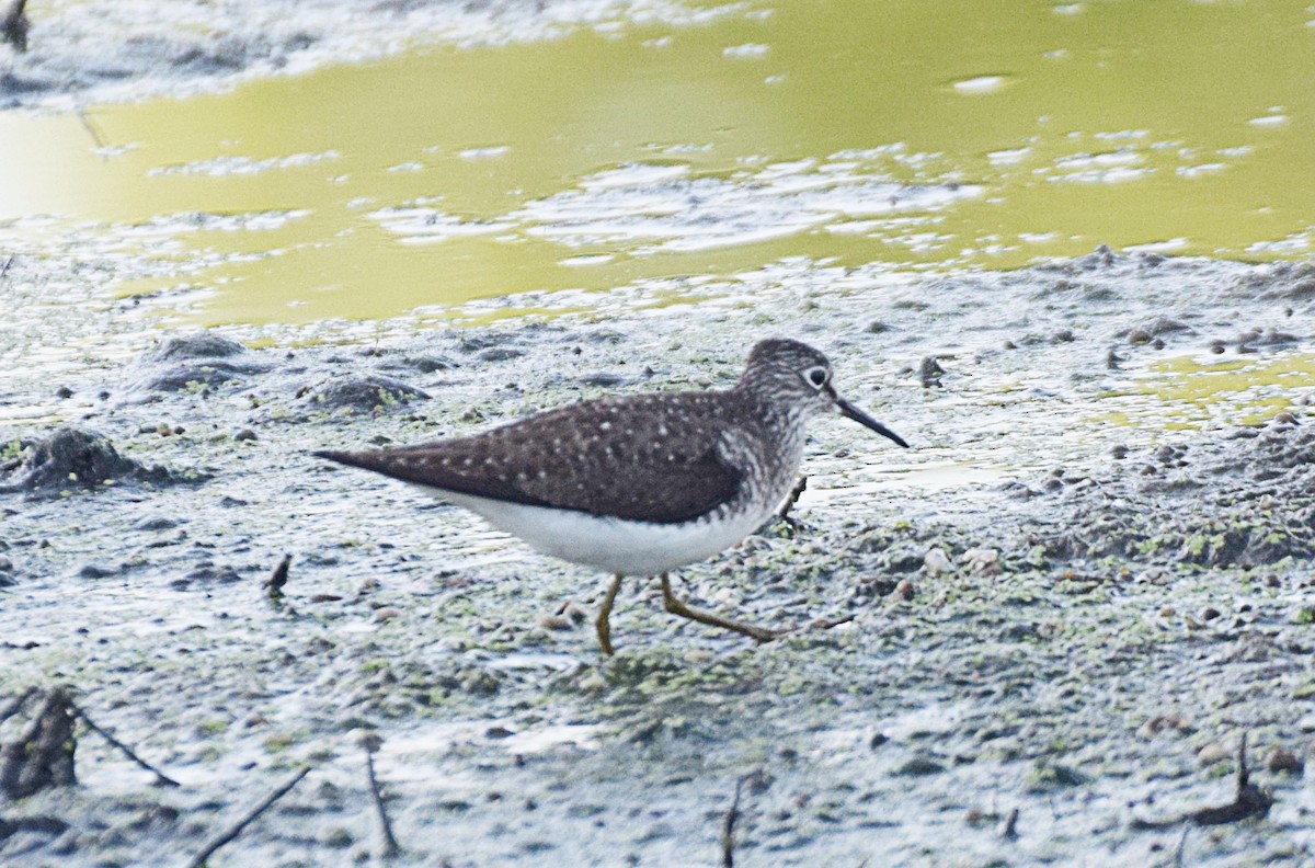 Solitary Sandpiper - ML445689491