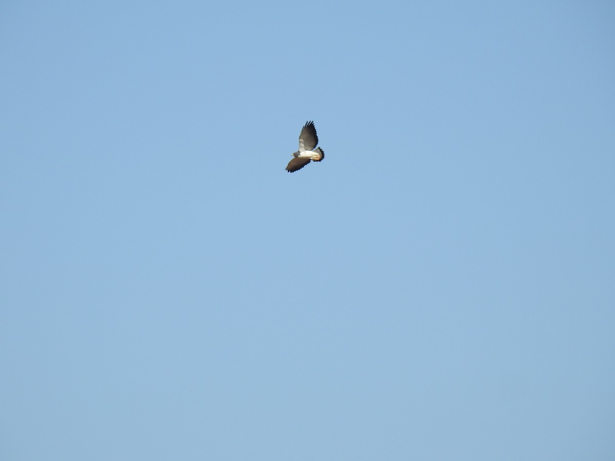 White-tailed Hawk - ML445692101