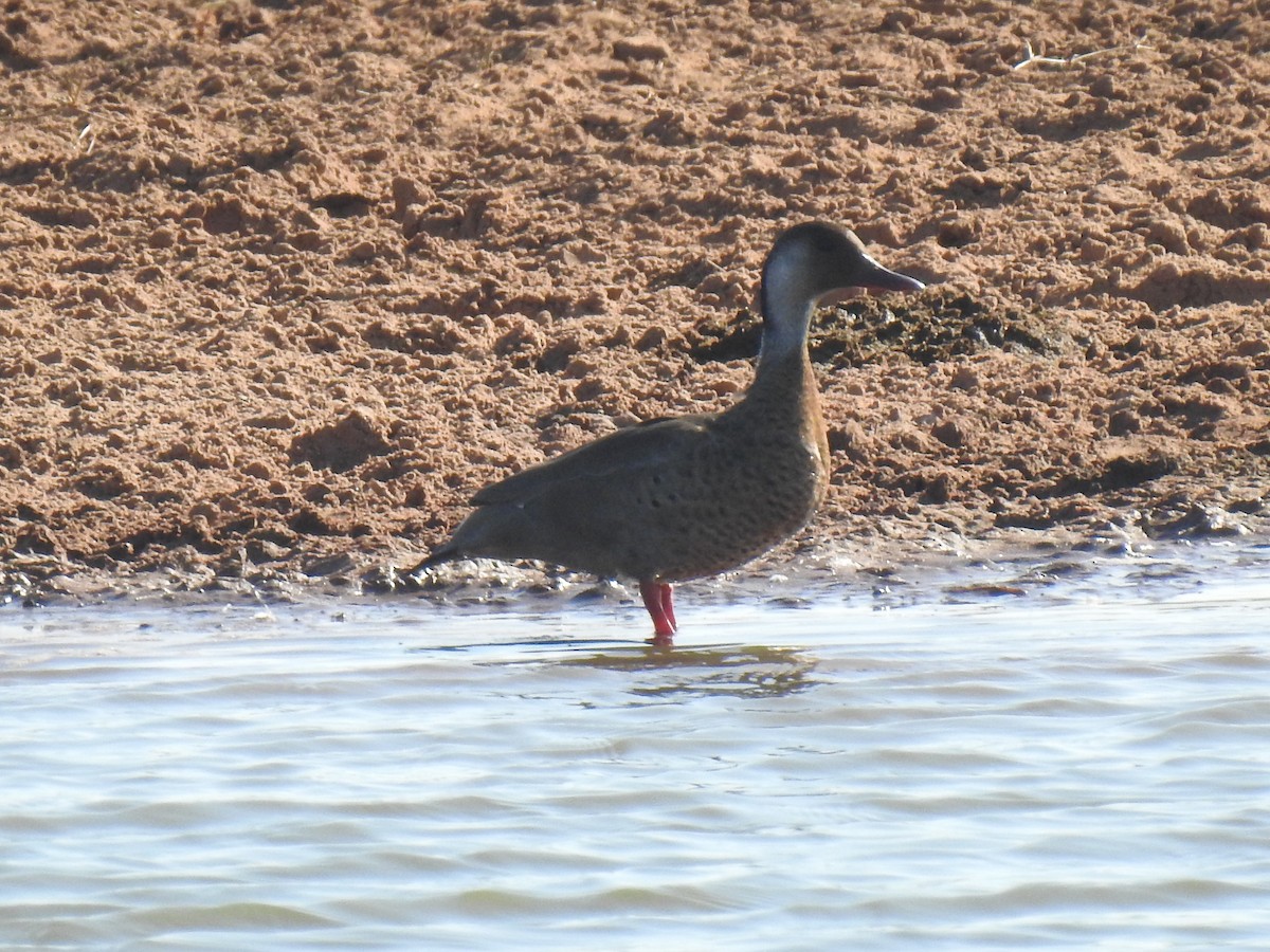 Pato Brasileño - ML445693131