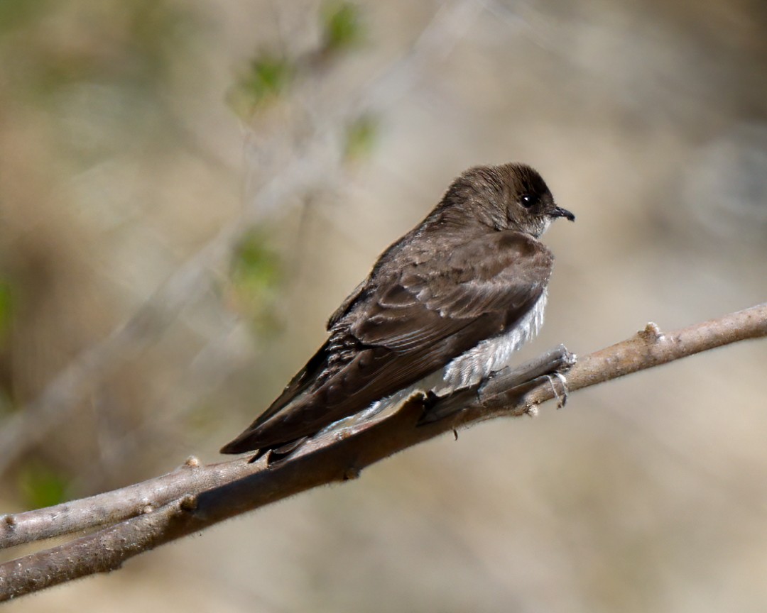 Northern Rough-winged Swallow - ML445693151