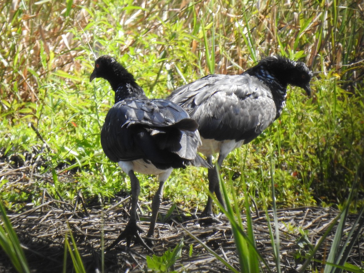 Horned Screamer - ML445693771