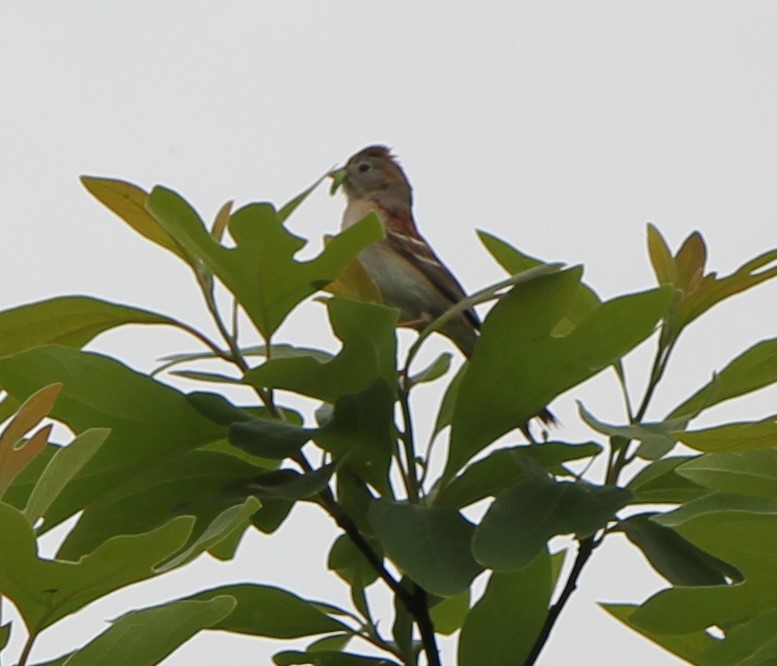 Field Sparrow - Michael Ryon