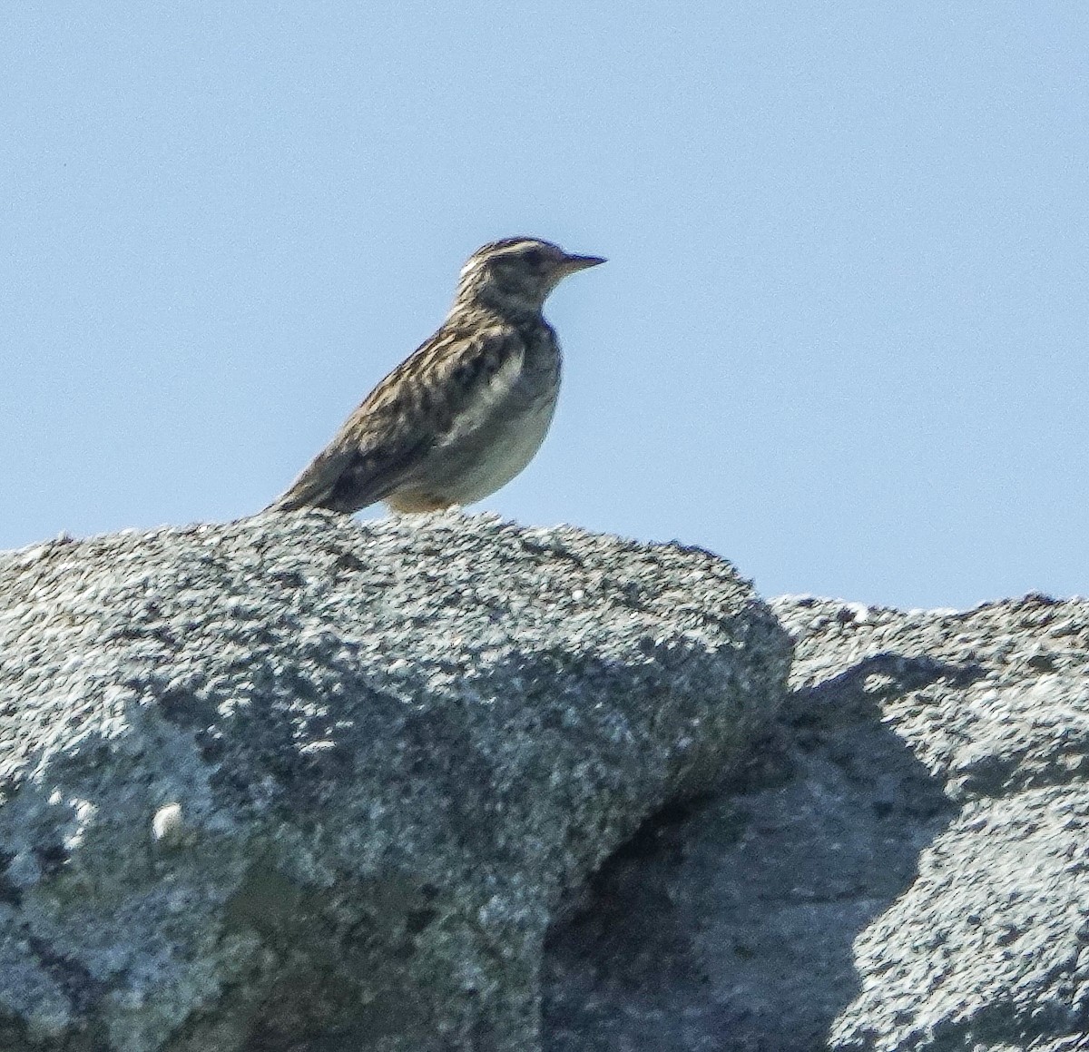 Wood Lark - ML445695151