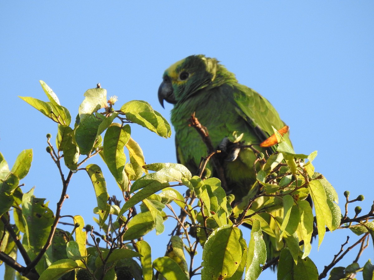 Turquoise-fronted Parrot - ML445695291