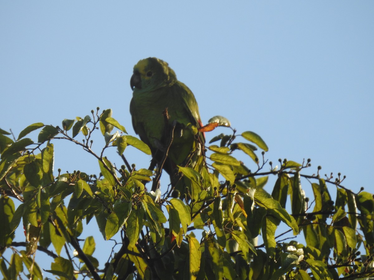 Turquoise-fronted Parrot - ML445695911