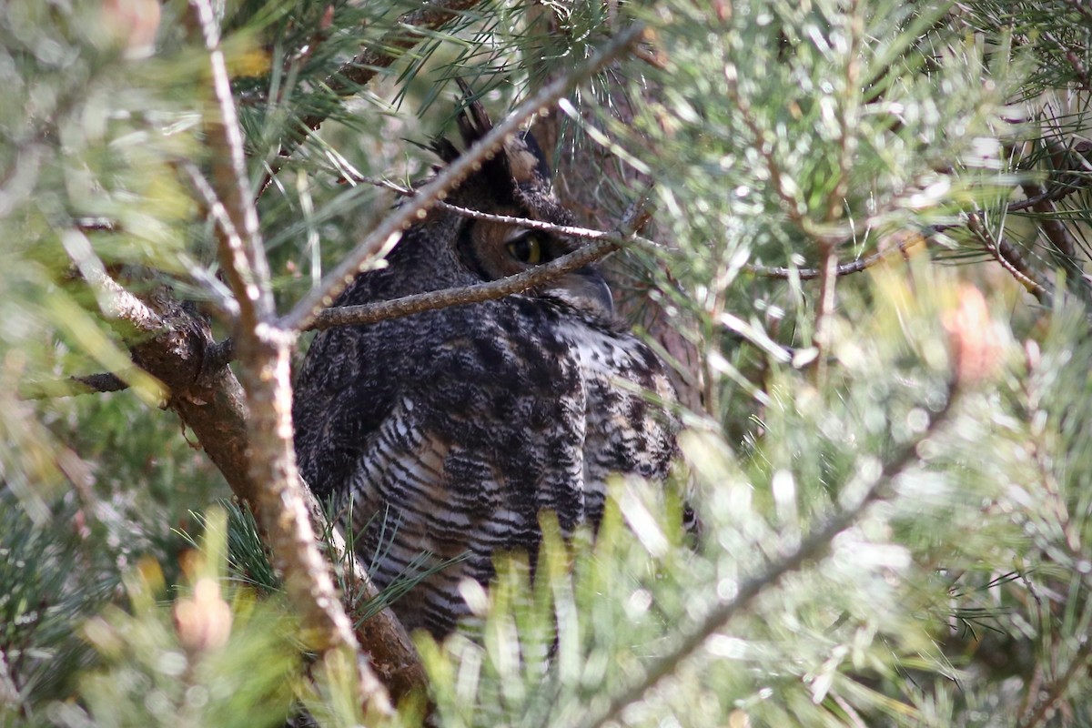 Great Horned Owl - ML445695961