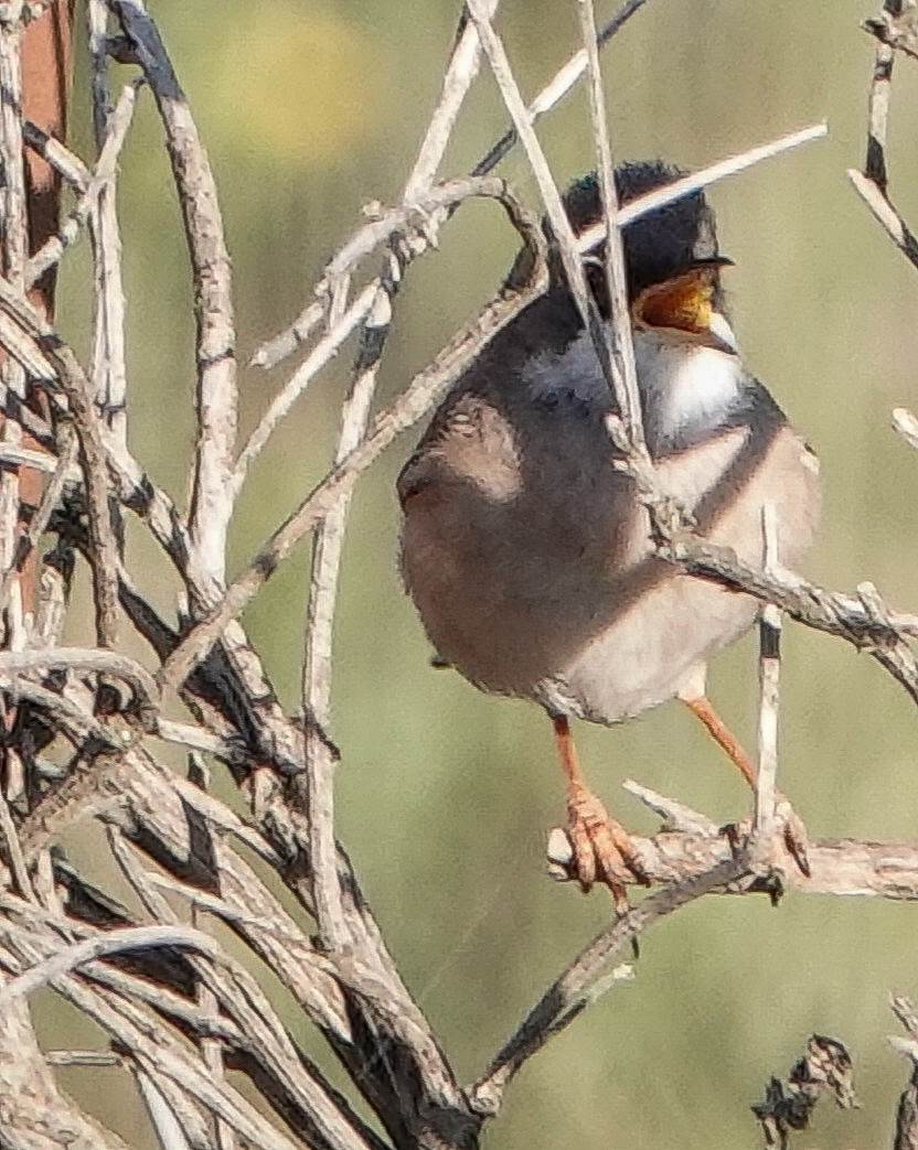 Greater Whitethroat - Kathleen Horn