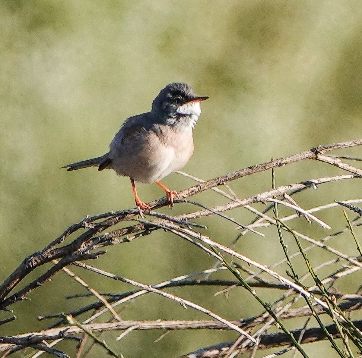 Greater Whitethroat - Kathleen Horn