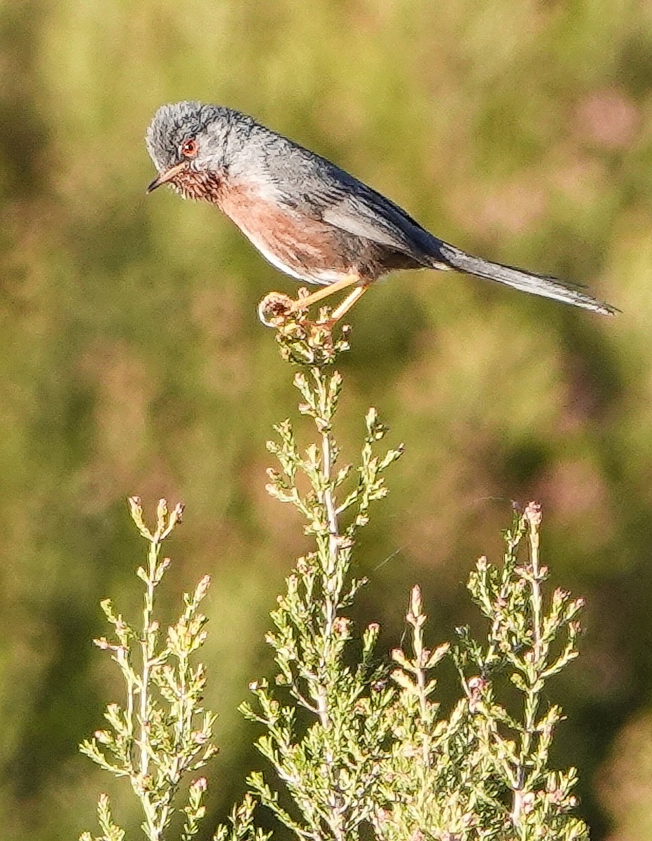 Dartford Warbler - Kathleen Horn