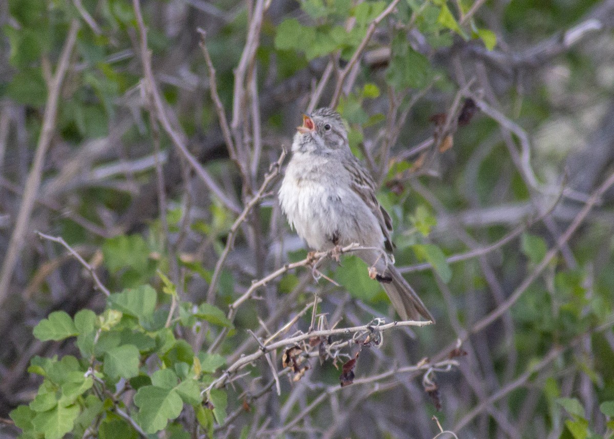 Brewer's Sparrow - ML445697441