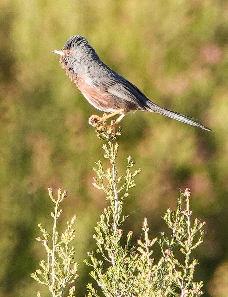 Dartford Warbler - Kathleen Horn