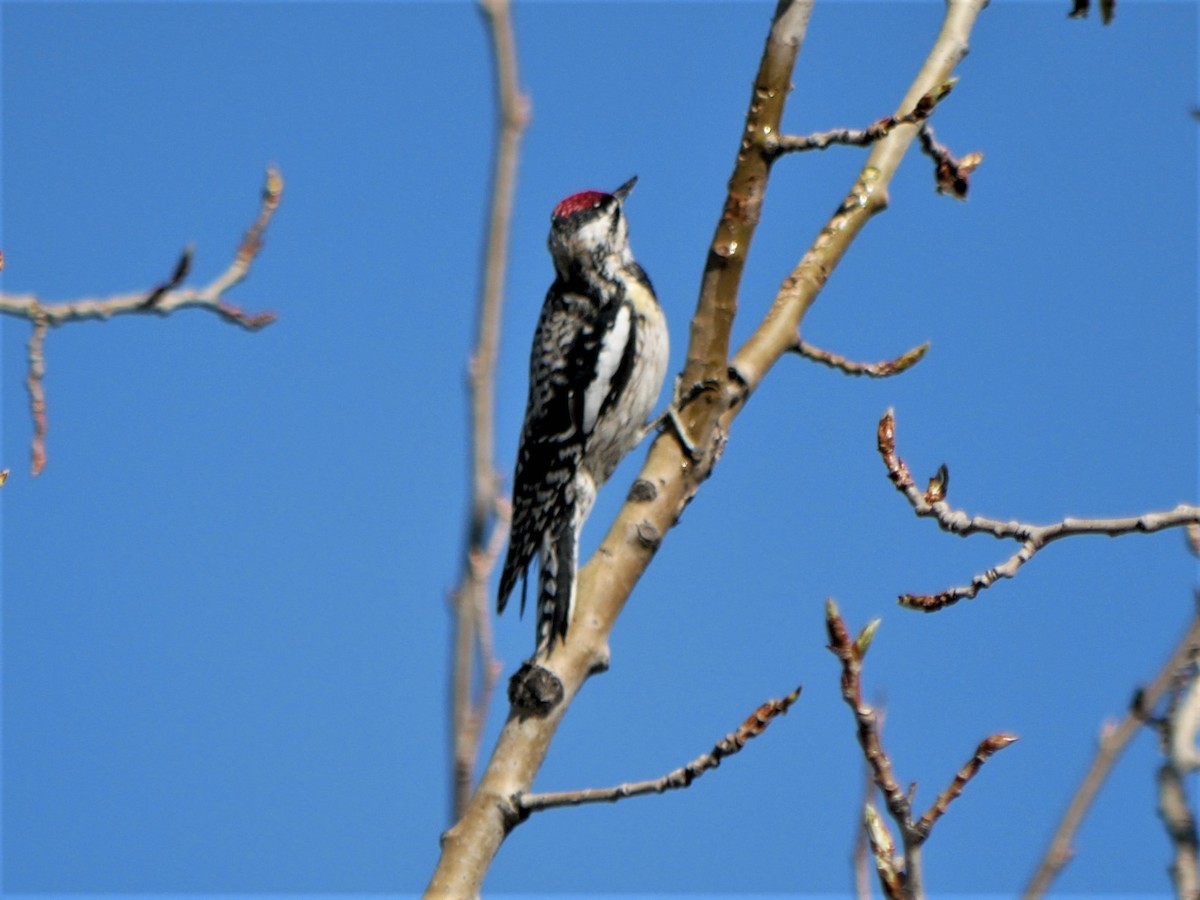 Yellow-bellied Sapsucker - ML445698031