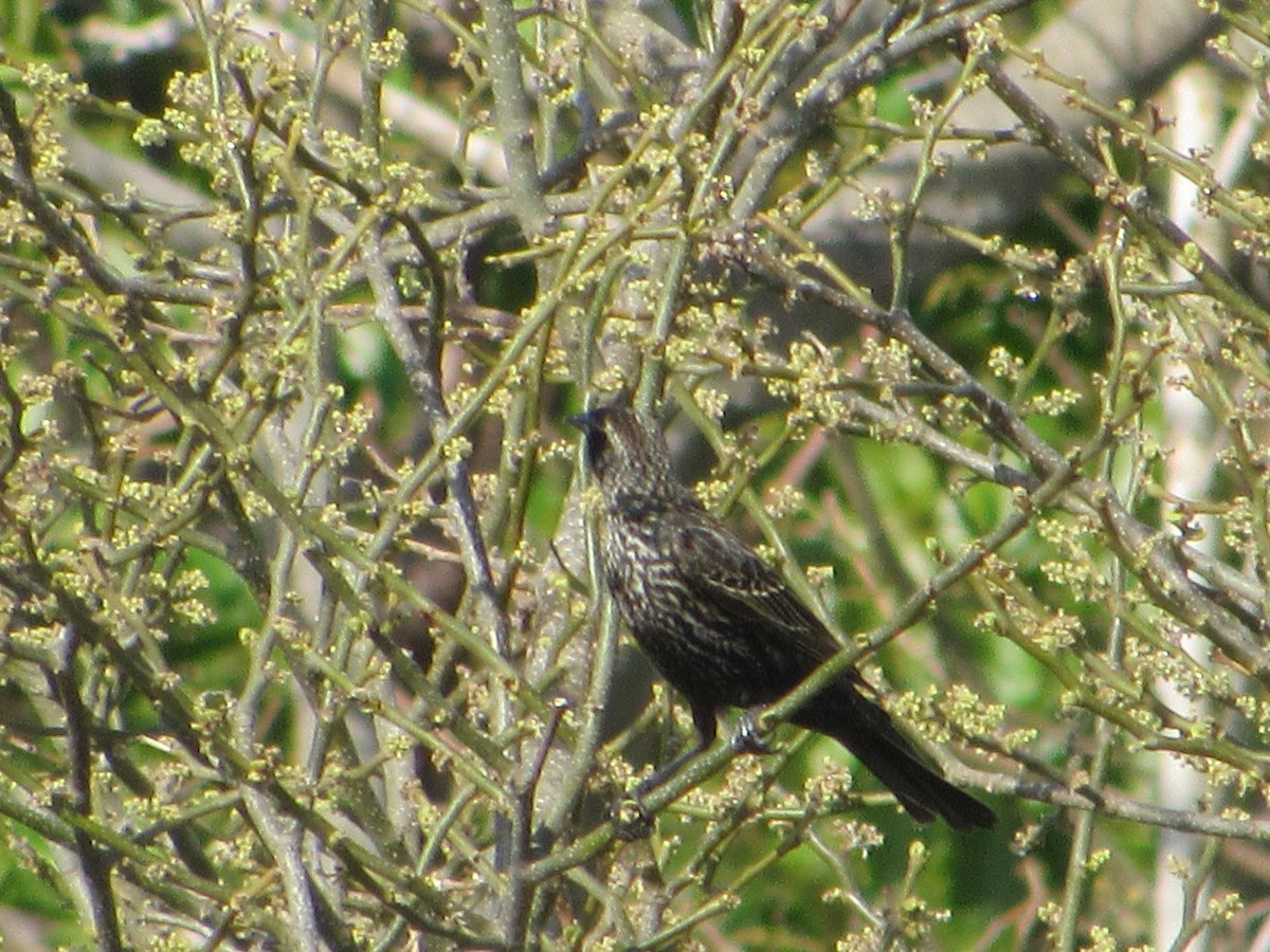 Red-winged Blackbird - ML445698141