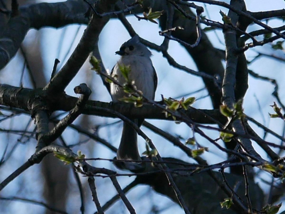 Tufted Titmouse - ML445698361