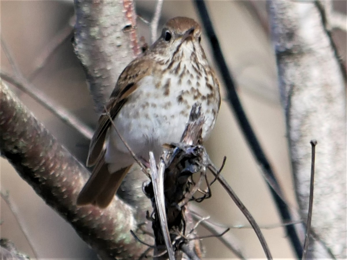 Hermit Thrush - ML445698491