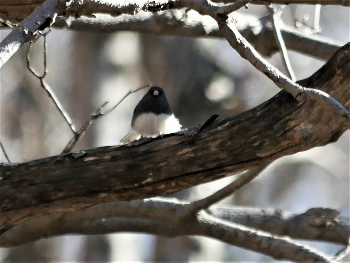 Junco Ojioscuro - ML445698631