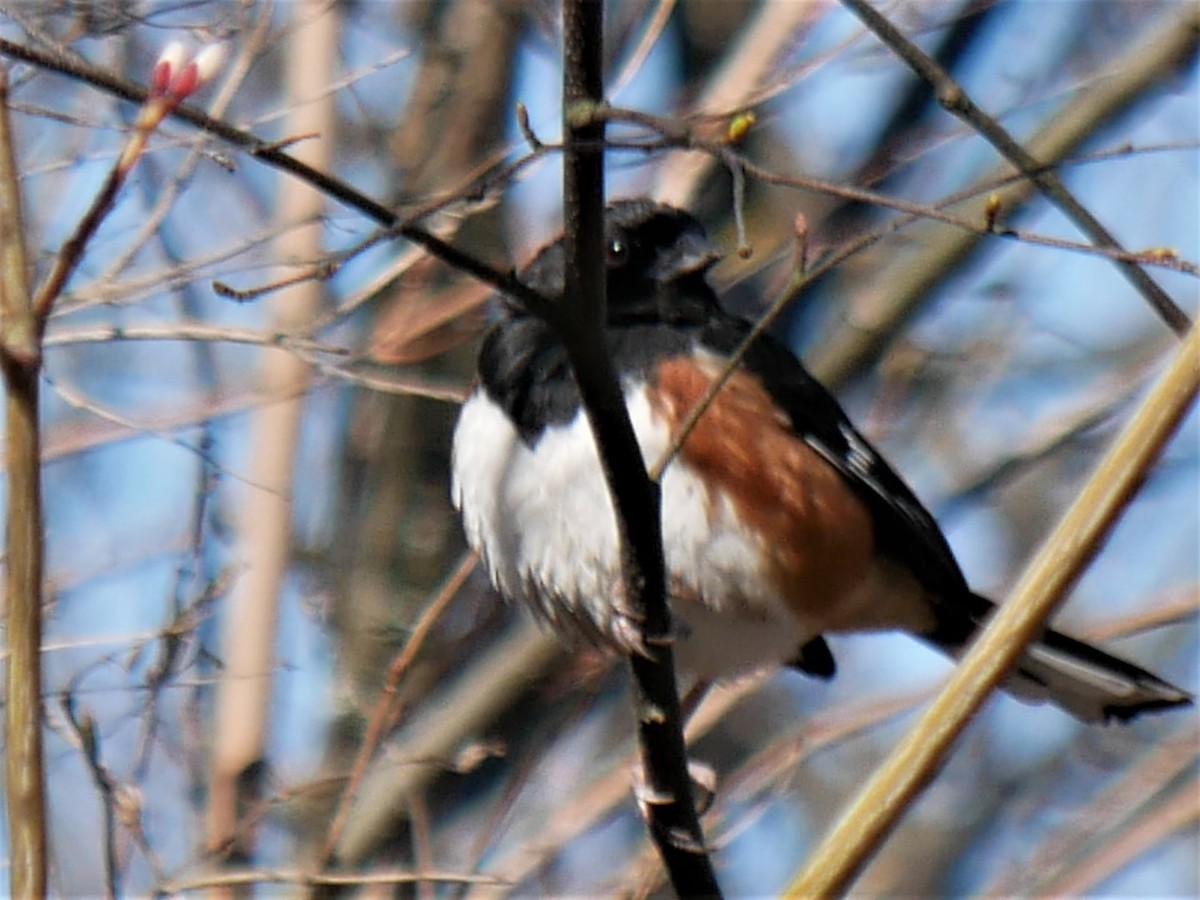 Eastern Towhee - ML445698811